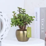 Jade Plant with Gold Metal Pot (New)